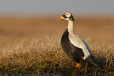 Spectacled eider drake standing, arctic tundra, Barrow, Alaska, june 2019