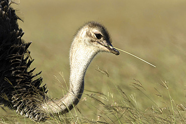 A female Ostrich (Struthio camelus) feeding in the Maasai Mara National Park, Kenya.