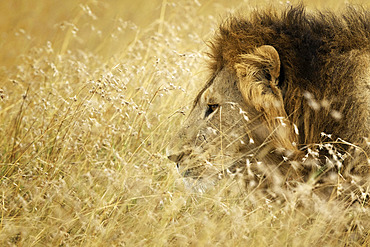 A male Lion (Panthera leo) looks on in the Maasai Mara National Park, Kenya.