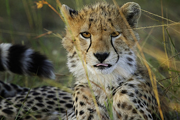 A Cheetah (Acinonyx jubatus) looks on in the Maasai Mara National Park, Kenya.