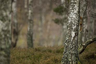 A Red Squirrel (Sciurus vulgaris) explores his surroundings in the Cairngorms National Park, Scotland.