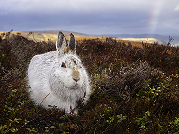 A Mountain Hare (Lepus timidus) rests in the Cairngorms National Park, Scotland.