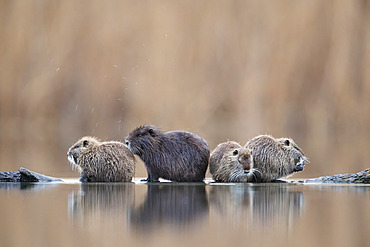 Coypu (Myocastor coypus) line up on driftwood near Lake Kerkini, Greece.