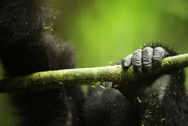 The hand of a young Mountain Gorilla (Gorilla beringei beringei) in Uganda.