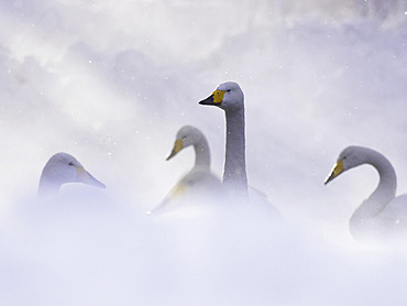 A Whooper Swan (Cygnus cygnus) in the hot springs of Hokkaido, Japan.