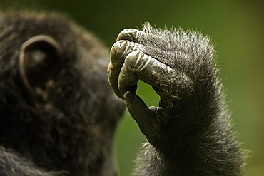 The hand of a Chimpanzee (Pan troglodytes) in Uganda.