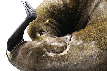 A preening Sea Lion (Zalophus californianus) off the coast of California, USA.