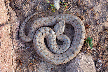 West-Asian blunt-nosed viper (Macrovipera lebetina obtusa), Iran