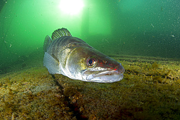 Male Zander or Pikeperch (Stizostedion lucioperca, Sander lucioperca). Lake di Lugano or Ceresio, Ticino, Switzerland