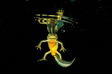 Wild Alpine Newt male (Ichthyosaura alpestris), formerly (Triturus alpestris) and (Mesotriton alpestris). Lago Nero, mountain lake, 1739m. Pistoia, Tuscany, Italy.