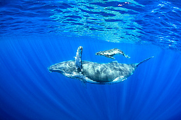 Humpback whale (Megaptera novaeangliae) mother with calf, Reunion, overseas department and region of the French Republic and an Indian Ocean island in East Africa