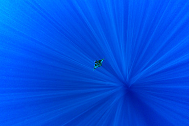 The giant oceanic manta ray or oceanic manta ray, (Manta birostris) deep into sun rays. Trincomalee, Eastern Province, Sri Lanka, Bay of Bengal, Indian Ocean Indian Ocean, Sri Lanka.