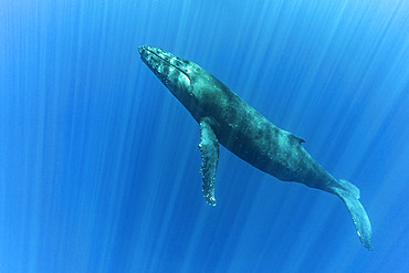 Humpback whale (Megaptera novaeangliae) mother, Reunion, overseas department and region of the French Republic and an Indian Ocean island in East Africa