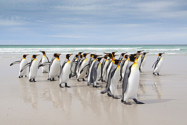 King penguins (Aptenodytes patagonicus), Volunteer Point, East Falkland, Falklands