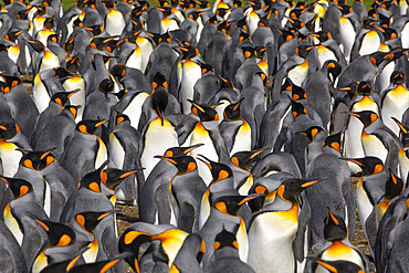 King penguins (Aptenodytes patagonicus) colony, Volunteer Point, East Falkland, Falklands