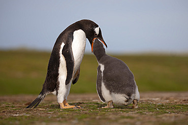 Gentoo penguin (Pygoscelis papua) feeding his chick, Volunteer Point, East Falkland, January 2018