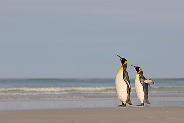 King penguins (Aptenodyptes patagonicus), at Volunteer Point, East Falkland, January 2018