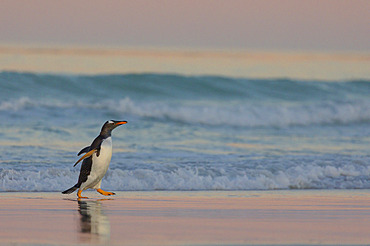 Gentoo penguin (Pygoscelis papua), Volunteer Point, East Falkland, January 2018