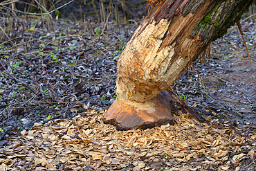 Tree trunk gnawed by european beaver, Castor fiber, Germany, Europe