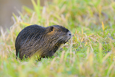 Coypu, Myocastor coypus, Germany, Europe