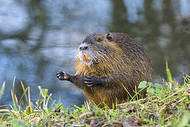 Coypu, Myocastor coypus, Germany, Europe