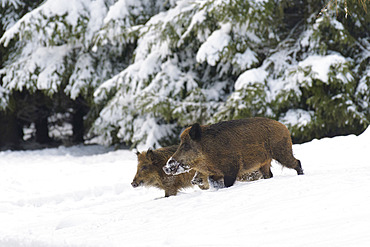 Wild boars in wintertime, Sus scrofa, Germany, Europe