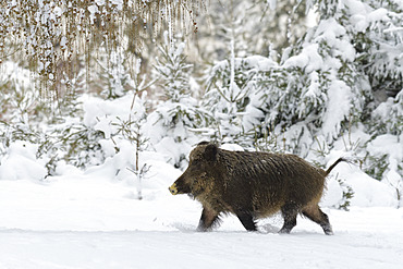 Wild boar in wintertime, Sus scrofa, Germany, Europe