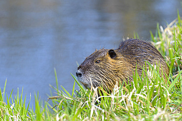 Coypu, Myocastor coypus, Germany, Europe