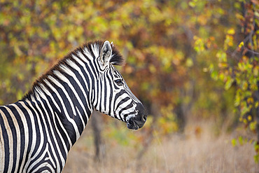 Plains zebra (Equus quagga burchellii) portrait in fall colors background in Kruger National park, South Africa