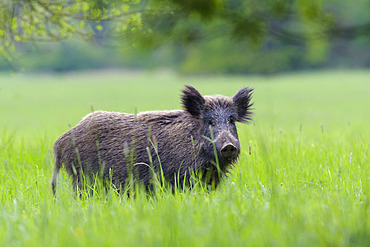 Wild boar on meadow, Sus scrofa, Female, Hesse, Germany, Europe