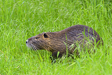 Coypu on meadow, Germany, Europe