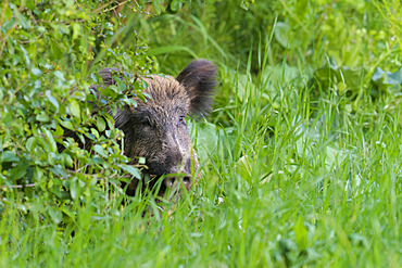 Wild boar on meadow, Sus scrofa, Hesse, Germany, Europe