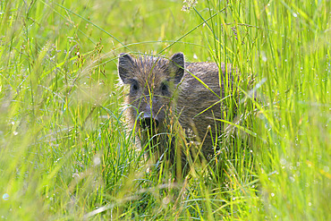 Wild boar on meadow, Sus scrofa, Young, Hesse, Germany, Europe