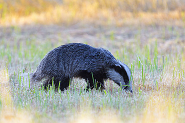 European badger, Meles meles, Hesse, Germany, Europe