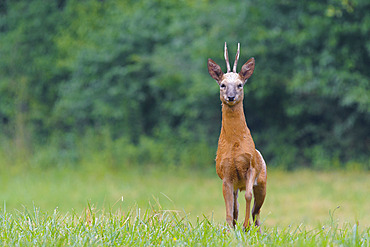 Western roe deer, Capreolus capreolus, Roebuck, Germany, Europe