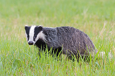 European badger on meadow, Meles meles, Hesse, Germany, Europe