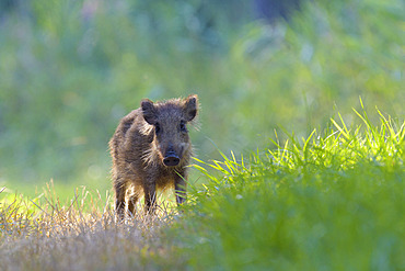 Wild boar on meadow, Sus scrofa, Young, Germany, Europe