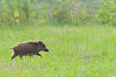 Wild boar on meadow, Sus scrofa, Young, Germany, Europe