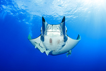 Sicklefin Mantas (Mobula tarapacana), Ambrosio dive site, Santa Maria Island, Azores, Portugal, Atlantic Ocean