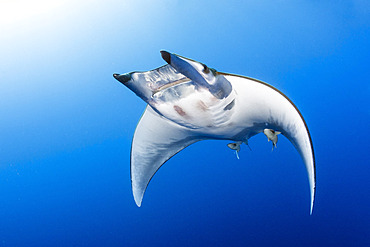 Sicklefin Mantas (Mobula tarapacana), Ambrosio dive site, Santa Maria Island, Azores, Portugal, Atlantic Ocean