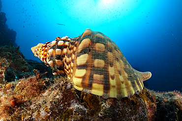 Triton´s Horn, Trumpet Shell (Charonia lampas), protected species, Santa Maria Island, Azores, Portugal, Atlantic Ocean