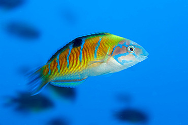 Ornate wrasse (Thalassoma pavo), Santa Maria Island, Azores, Portugal, Atlantic Ocean