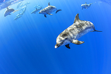 Atlantic spotted dolphins (Stenella frontalis), Formigas Islet dive site, 27 miles northeast of Santa Maria Island, Azores, Portugal, Atlantic Ocean