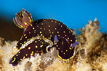 Nudibranch ( picta azorica). This subspecies is known only from the Azores. Santa Maria Island, Azores, Portugal, Atlantic Ocean