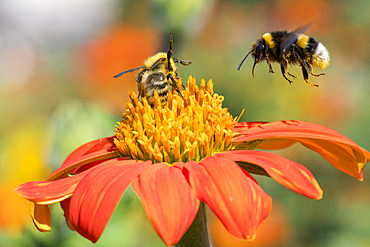 Bumblebee (Bombus terrestris) in flight over a garden flower in front of the Eiffel Tower in Paris, France