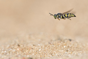 Digger wasp : Sand wasp (Bembecinus tridens) in flight, La Truchere Nature Reserve, Burgundy, France