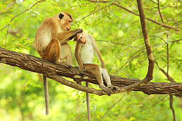 Toque macaque (Macaca sinica) grooming on a branch, Sri Lanka