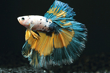 Siamese fighting fish (Betta splendens) 'Half Moon Fancy' on black background in aquarium