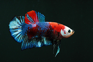 Siamese fighting fish (Betta splendens) 'Plakat galaxy' on black background in aquarium