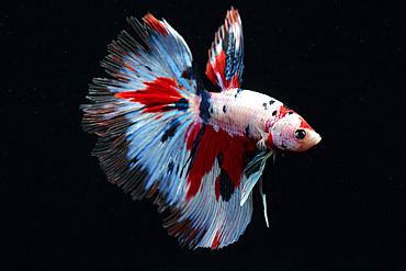 Siamese fighting fish (Betta splendens) 'Half Moon Koi' on black background in aquarium